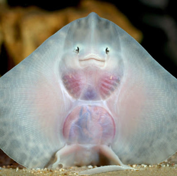 Meet your Posher, Braxton - Picture 1 of 1